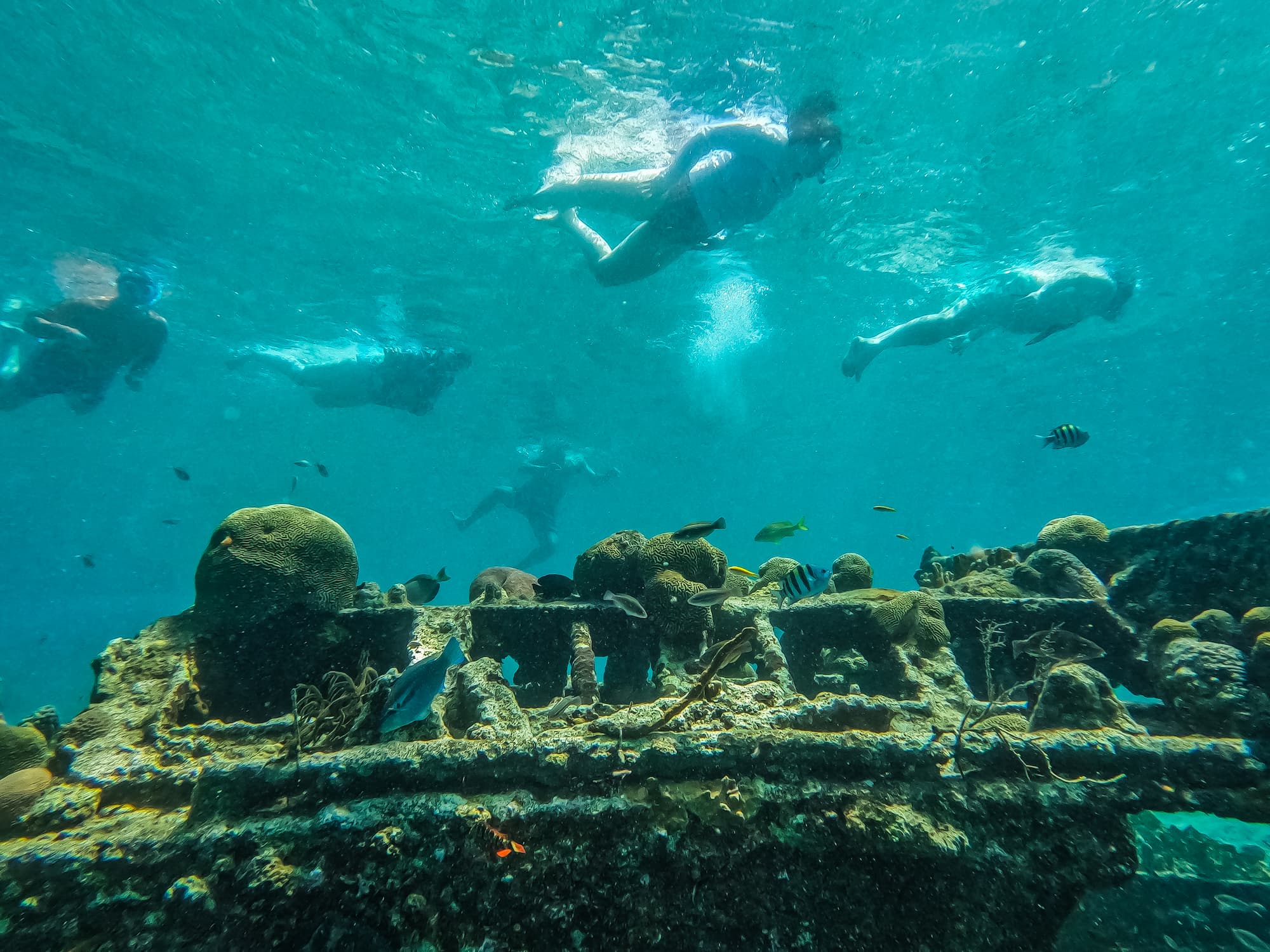 snorkeling at shipwreck with fish