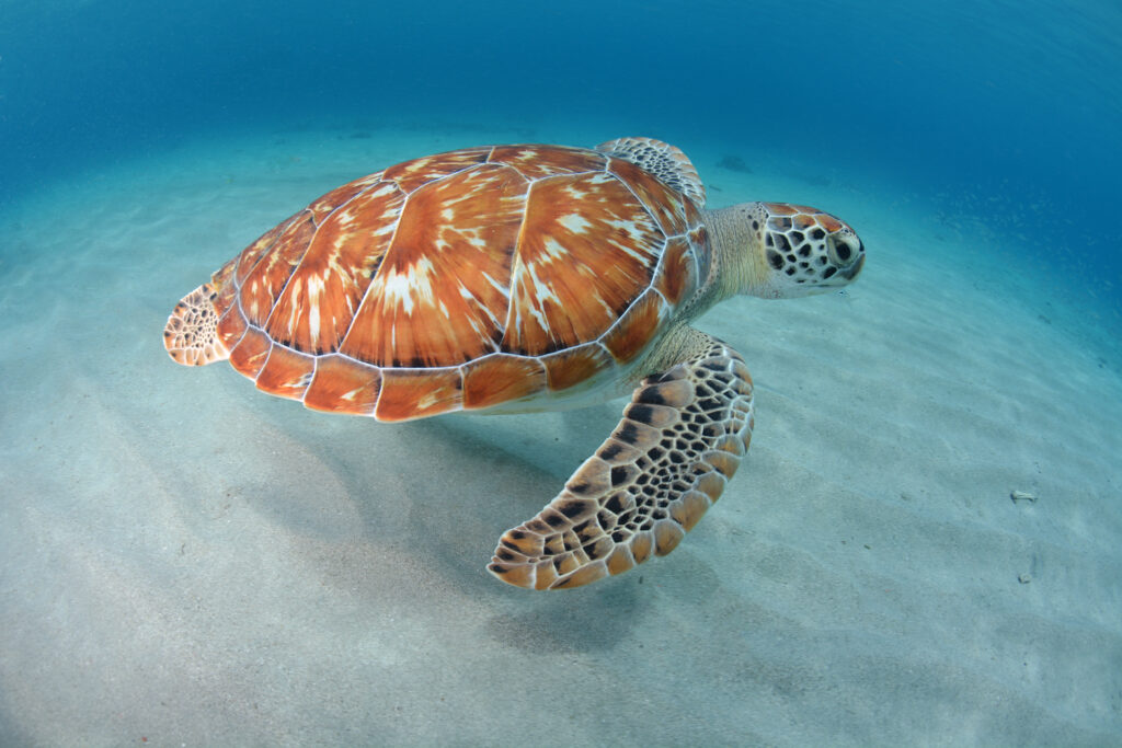 Turtle and Ray Green turtle