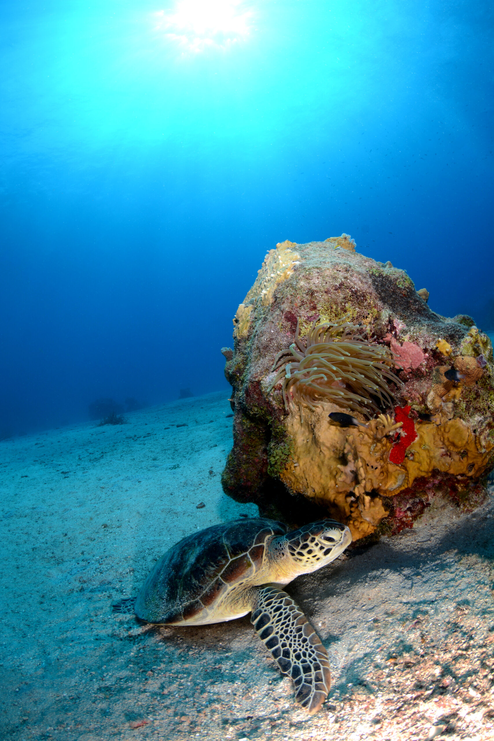 Turtle and Ray Green turtle and reef scaled