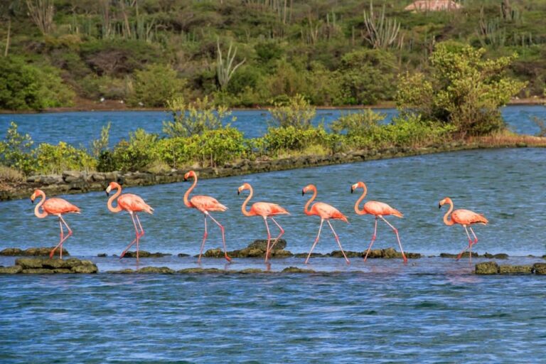 Flamingo's in water