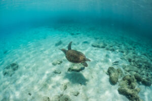 turtle in the sea