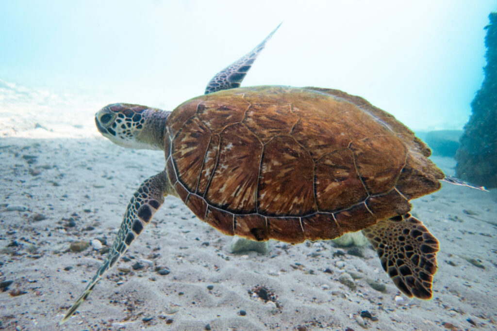 sea turtle at playa piskado